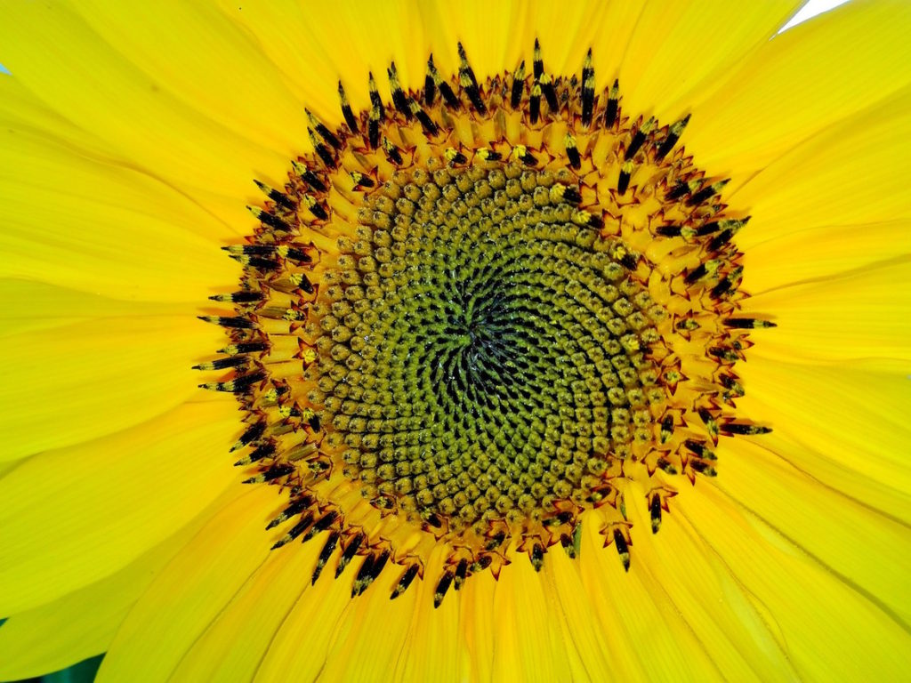 fibonacci-sunflower-centre