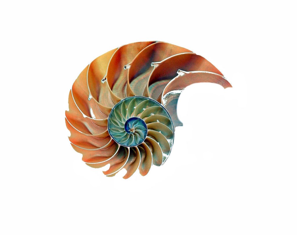 shell-nautilus