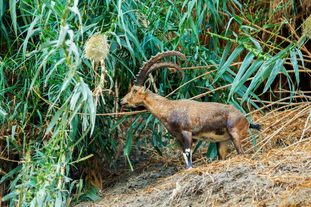 Nubian ibex in Ein Gedi Reserve, Israel
