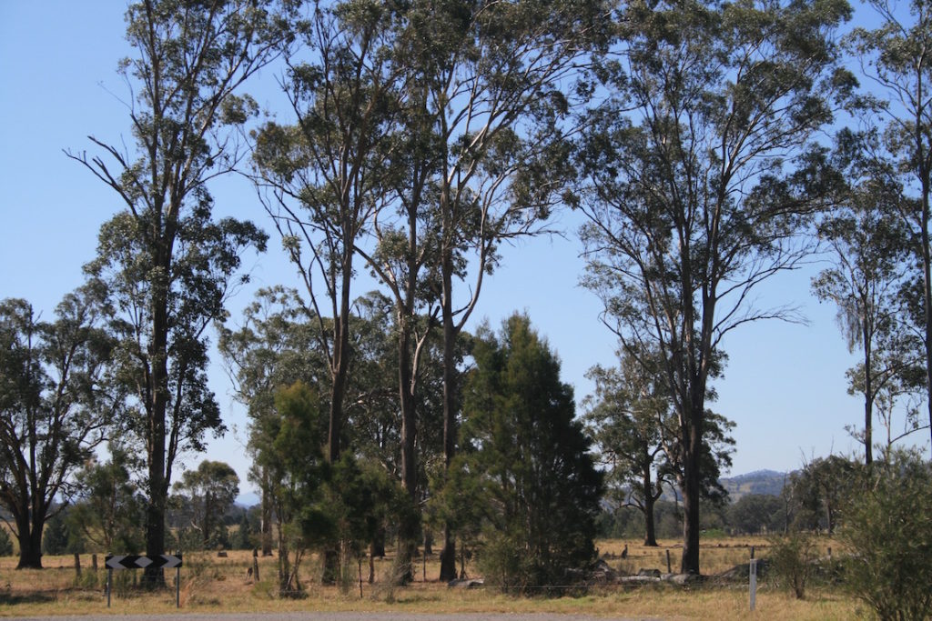 vacy-bushland-with-wallabies