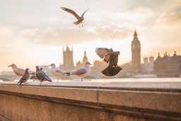 birds-london-parliament-256