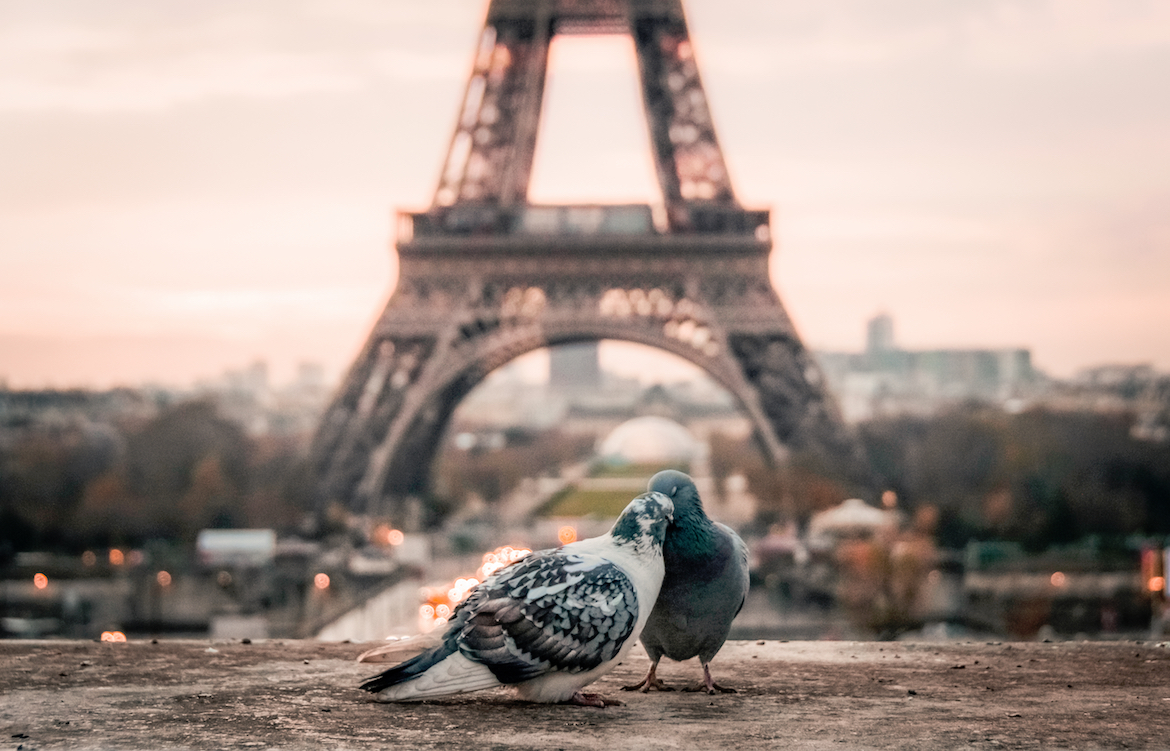 love-eiffel-tower-pigeons