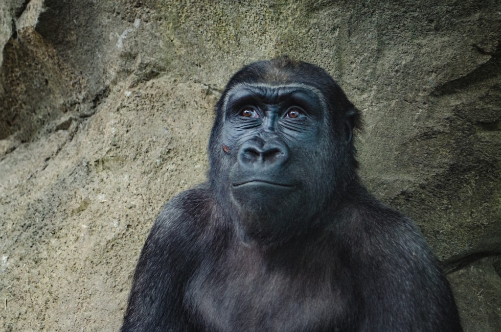 ape-in-zoo