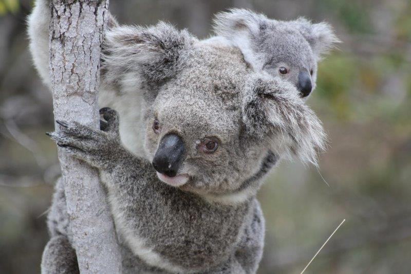koala-and-baby