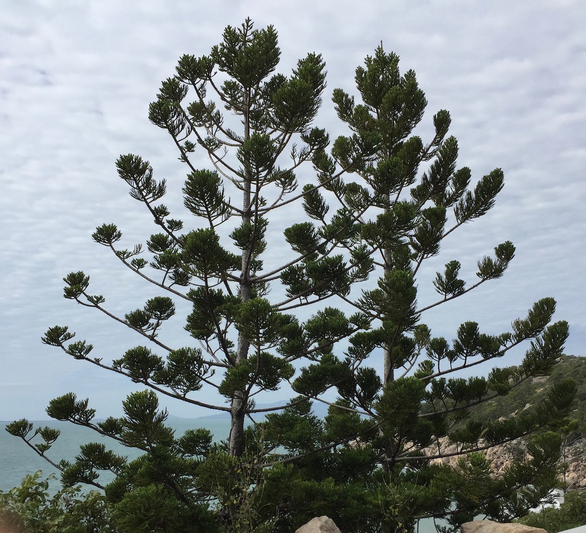 Hoop Pines Magetic Island