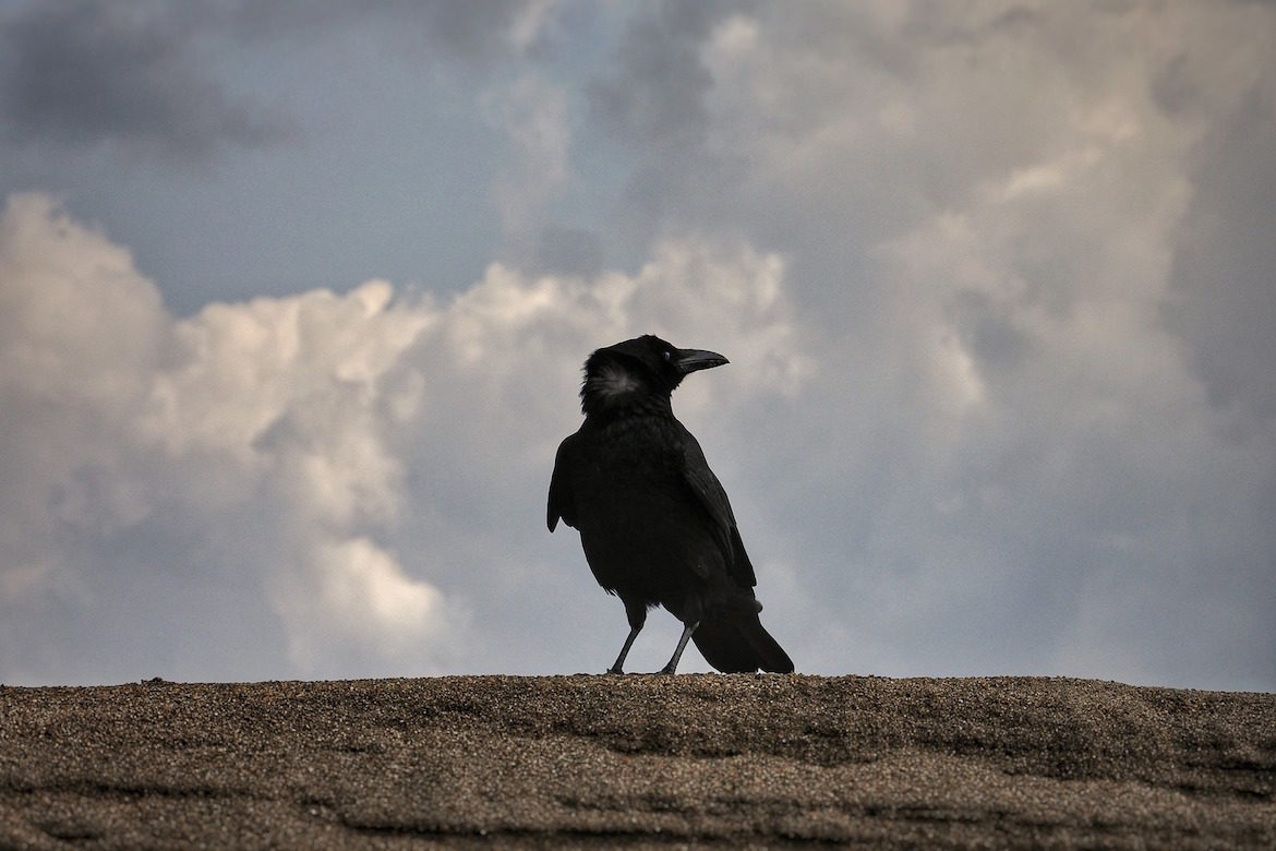 crow-with-cloudy-sky