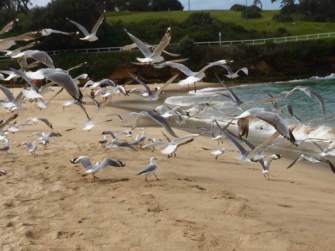 seagulls-in-flight