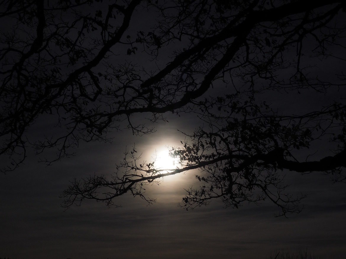 moon-through-trees