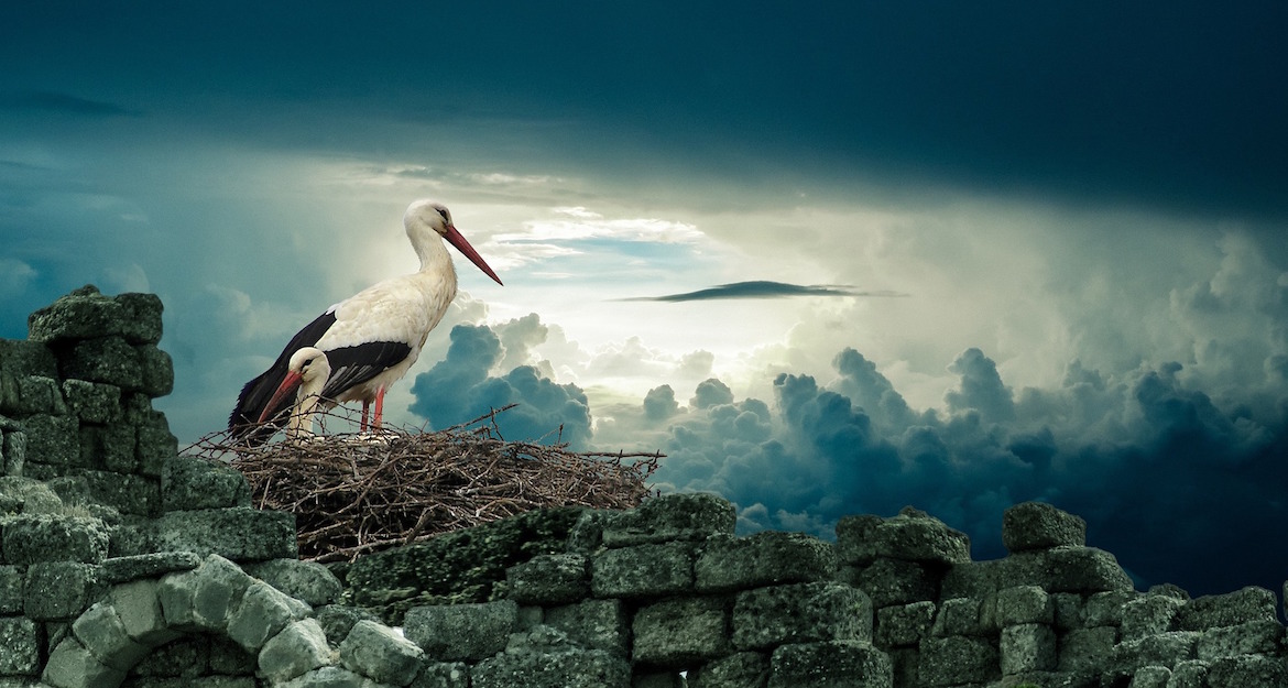 stork-and-baby