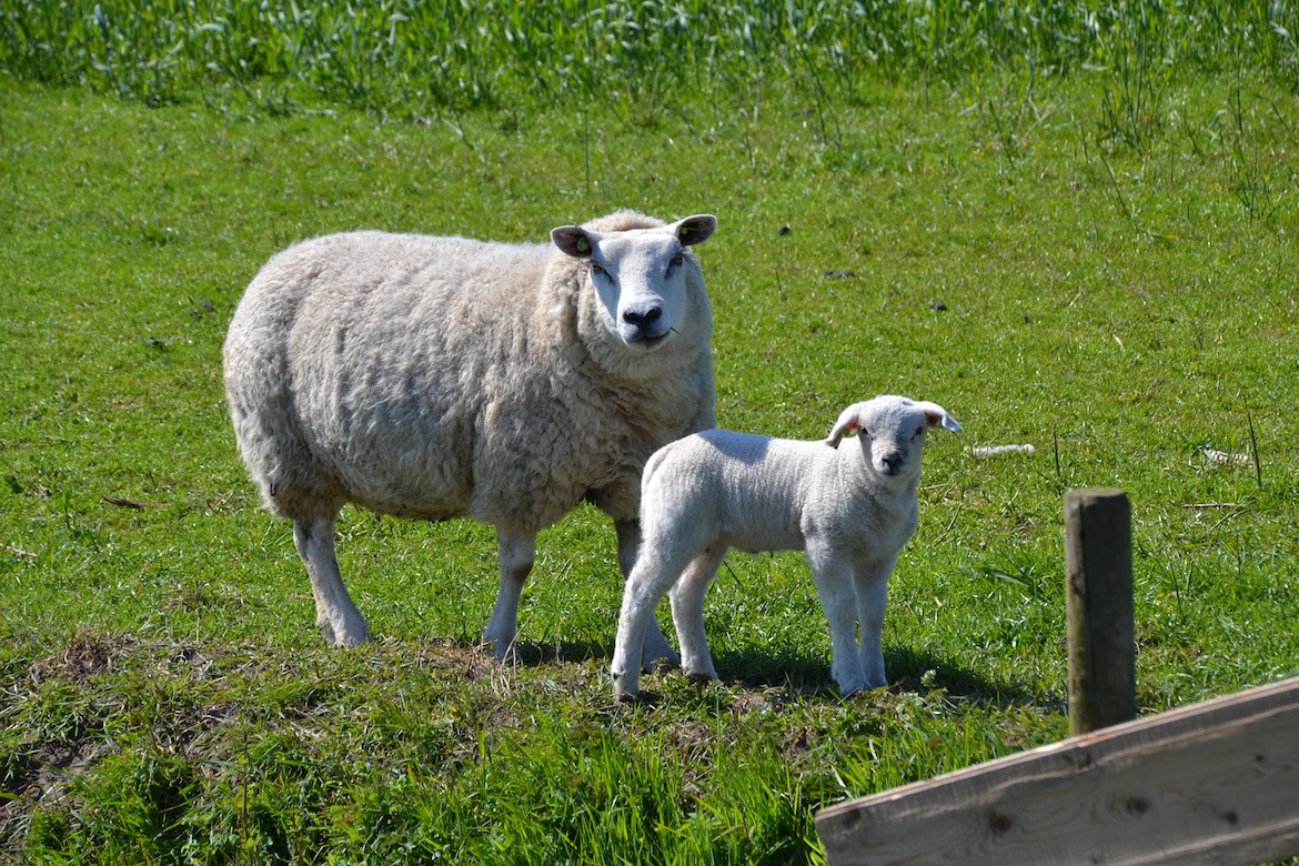 Lambs in Spring