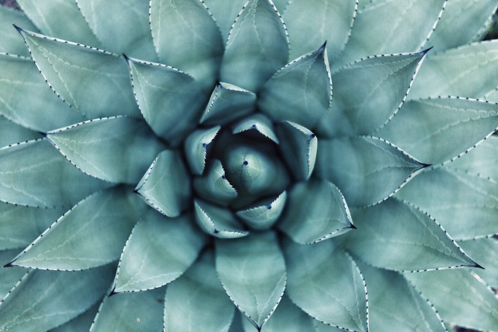 The Golden Ratio in Nature