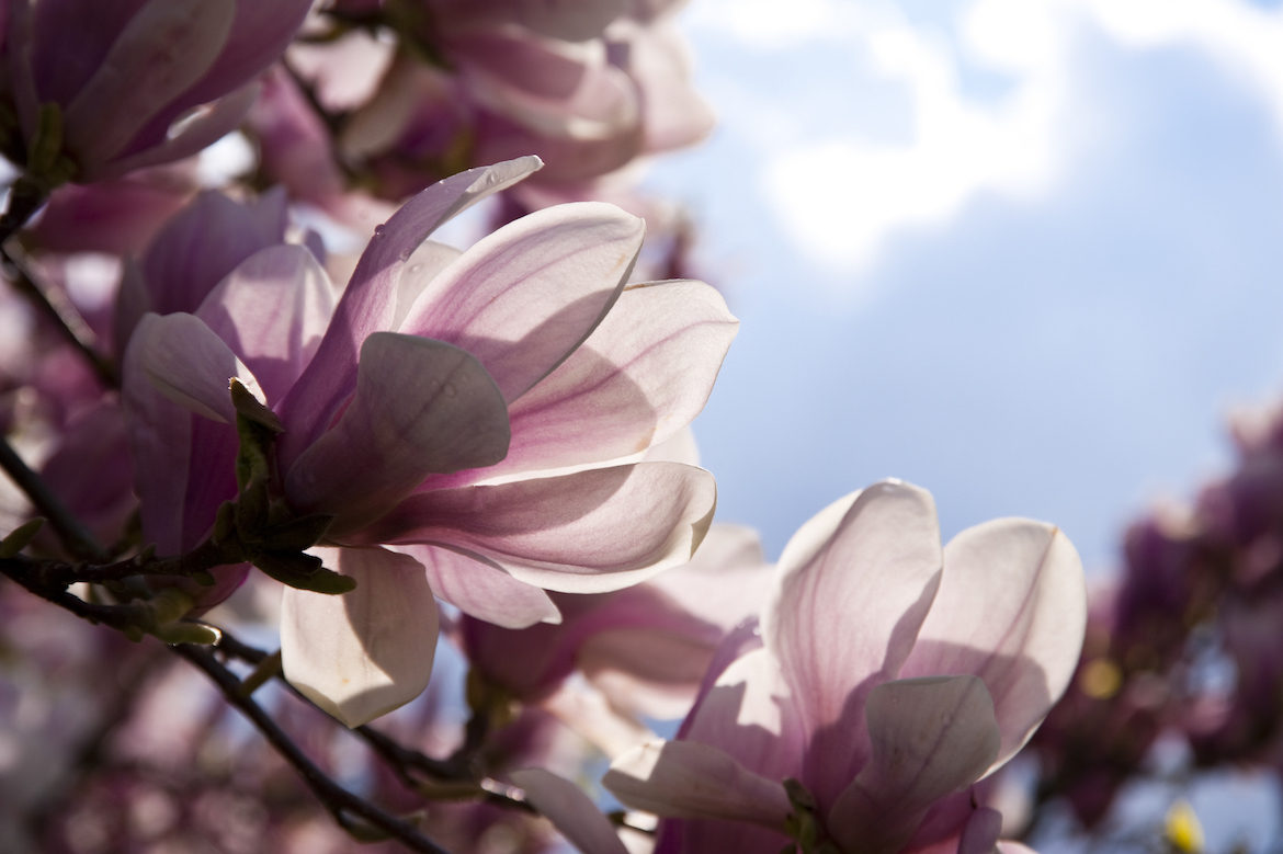 magnolia-tree-serendipity
