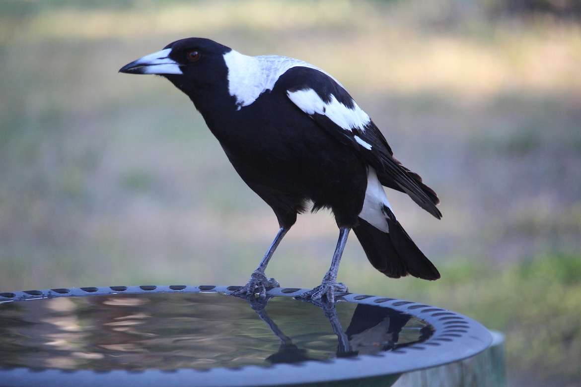Blackbird Mythology: Crows and Magpies of Australia